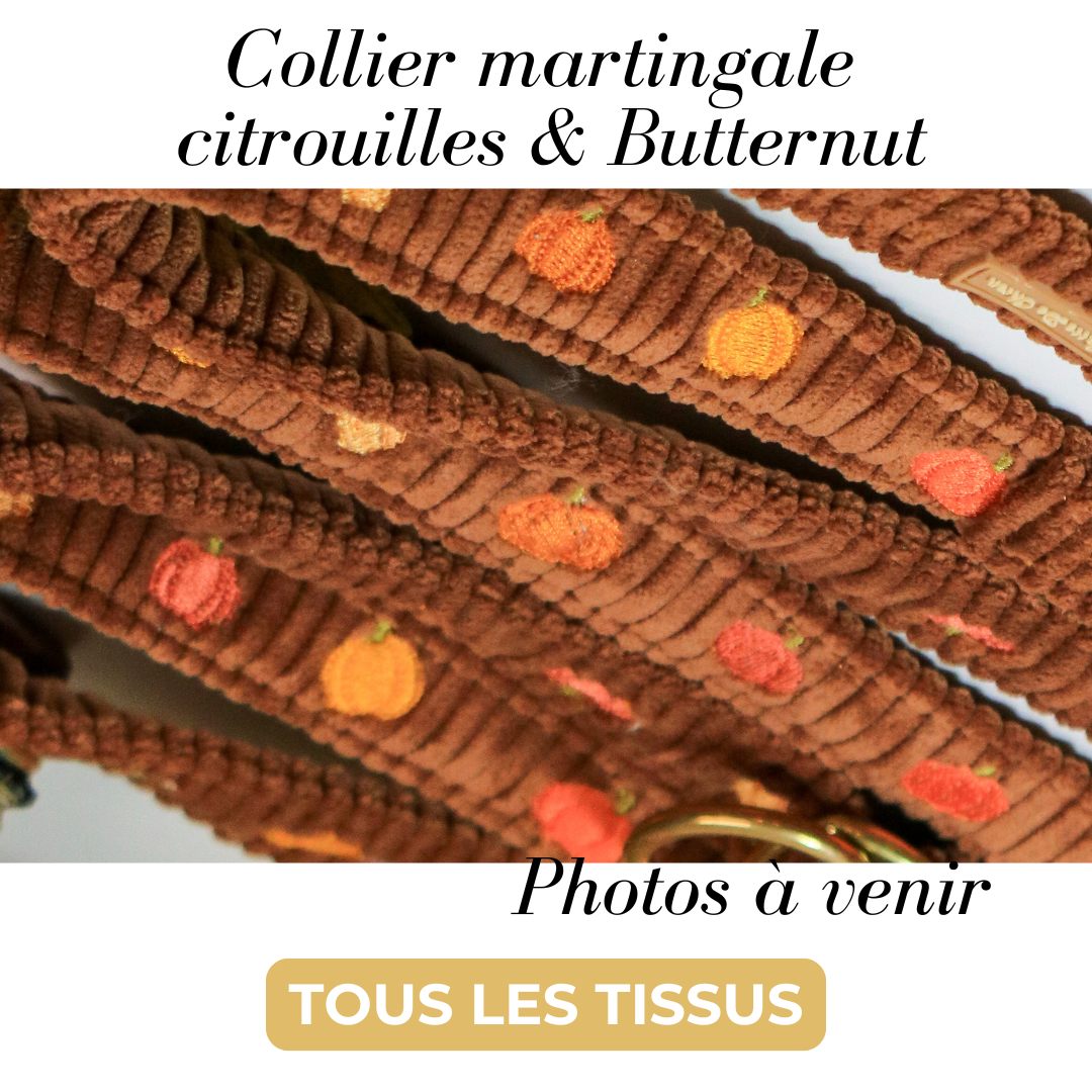 Collier martingale pour chien brodé Citrouille et butternut