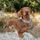 Miniature : Collier pour chien Freedom