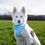 Miniature : Bandanas pour chien Horizon