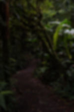 Dark forest pathway surrounded by dense vegetation in Monteverde.