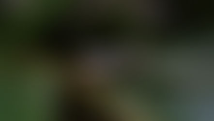 ed-eyed tree frog resting on a tropical leaf in the Miravalles Mountain region of Costa Rica, showcasing its vibrant red eyes and colorful limbs — an iconic symbol of Costa Rica’s rainforest wildlife