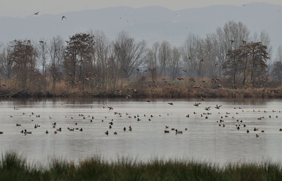 Il nobile lago della Gherardesca