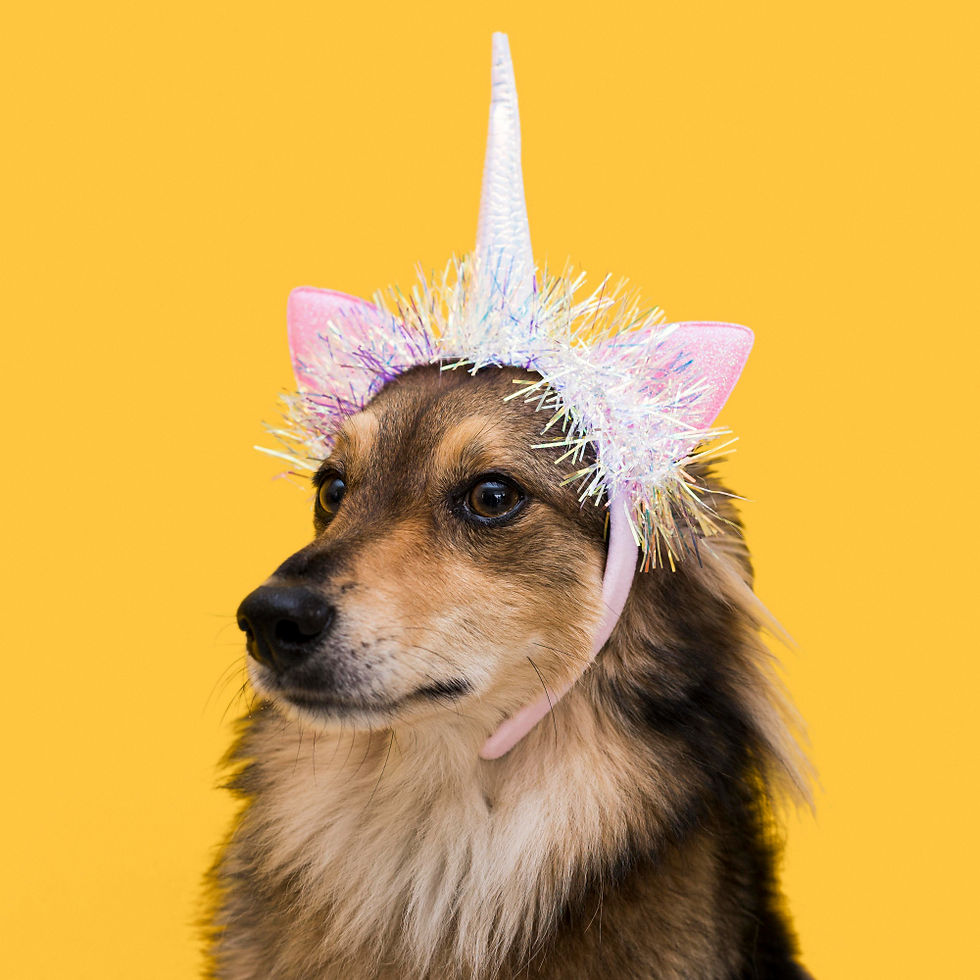 Dog unicorn
