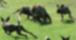 walking safari, safari, adventure, leadership, performance motivation, accelerate performance, creative problemsolving, innovative thinking, mindfulness