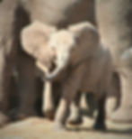 walking safari, safari, adventure, leadership, performance motivation, accelerate performance, creative problemsolving, innovative thinking, mindfulness