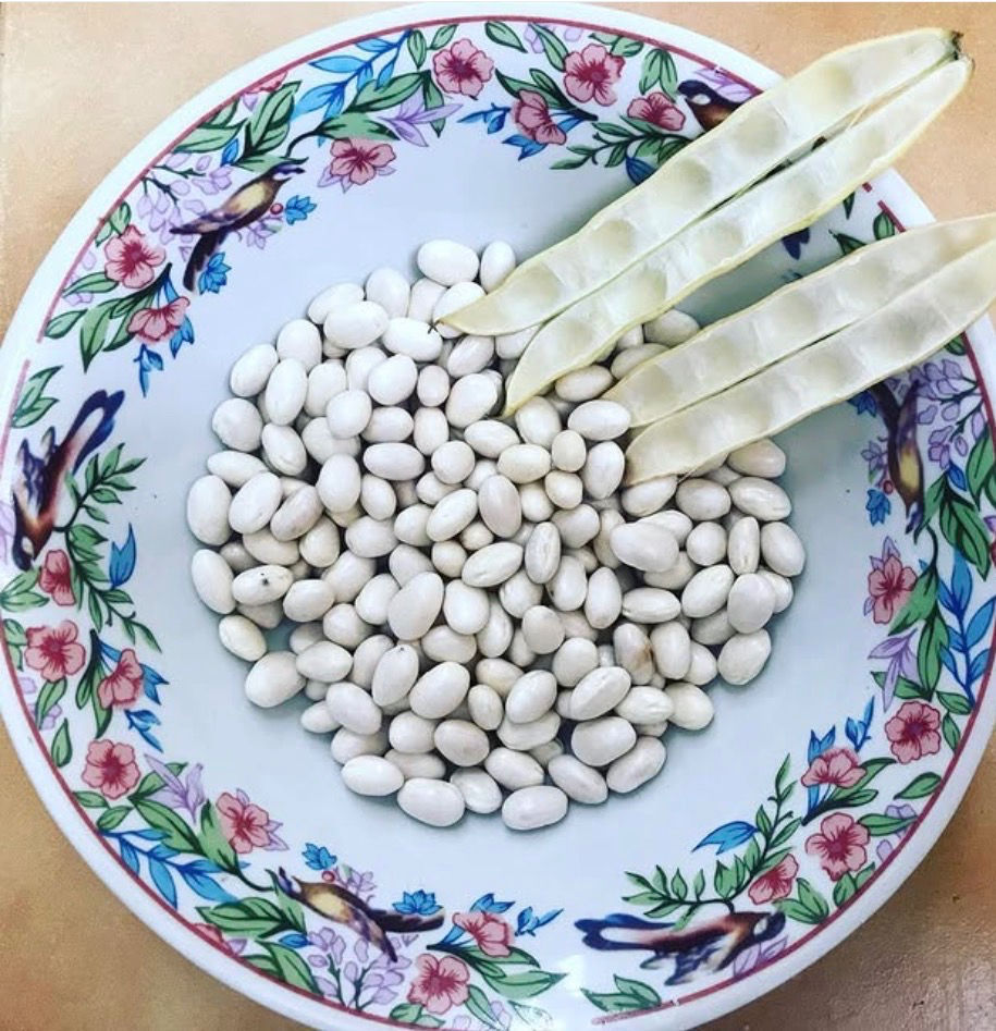 White beans, freshly shelled — for preparing Loubia, the Algerian white bean stew. Culture at its most elemental: planted, tended, passed on.