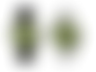 Pantor Sealion 300m dive watches