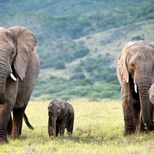 Herd of elephants
