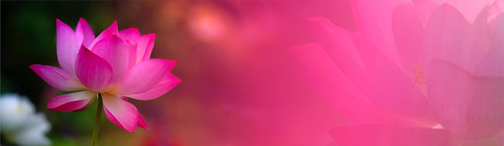 LotusBanner29.jpg