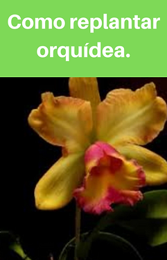 Como_replantar_orquídea.png