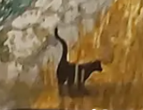 Svart katt