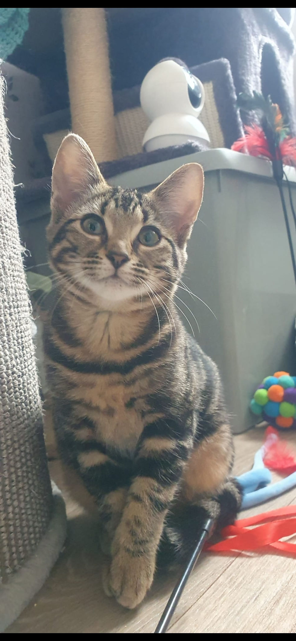 Freda F 16wks