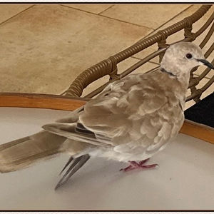 Barbados- June, 2023