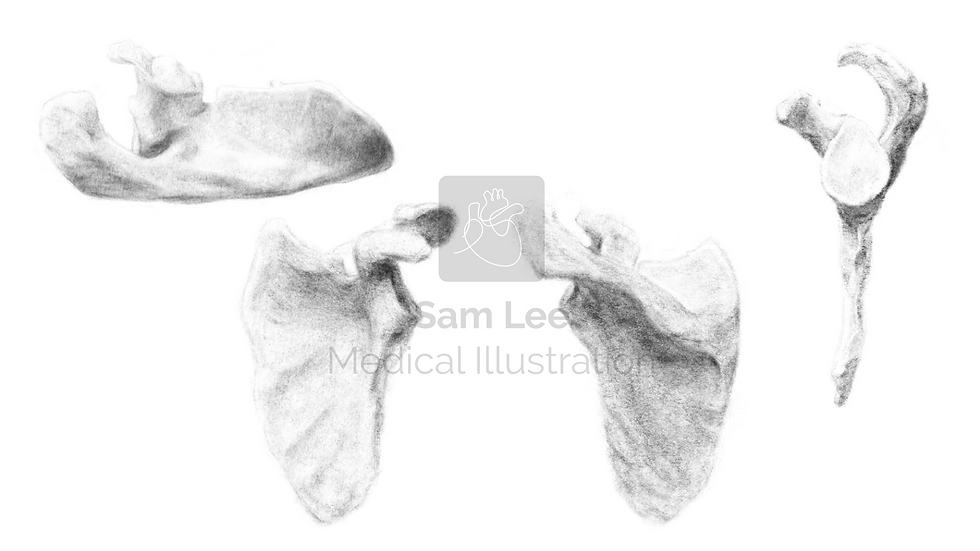 Scapula