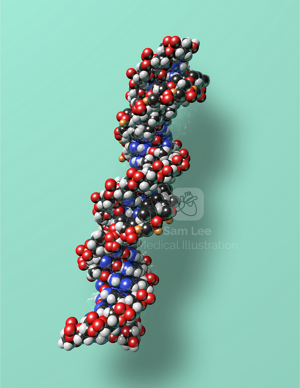 DNA space filling 3D model