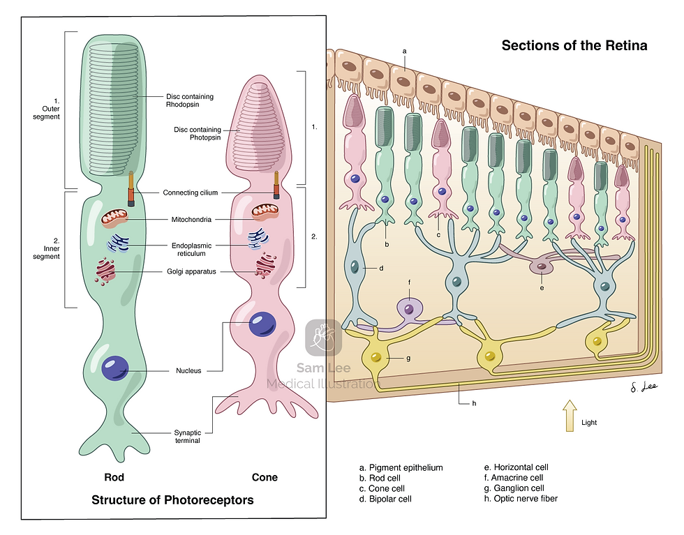 Photoreceptors (Rod & Cone cell)