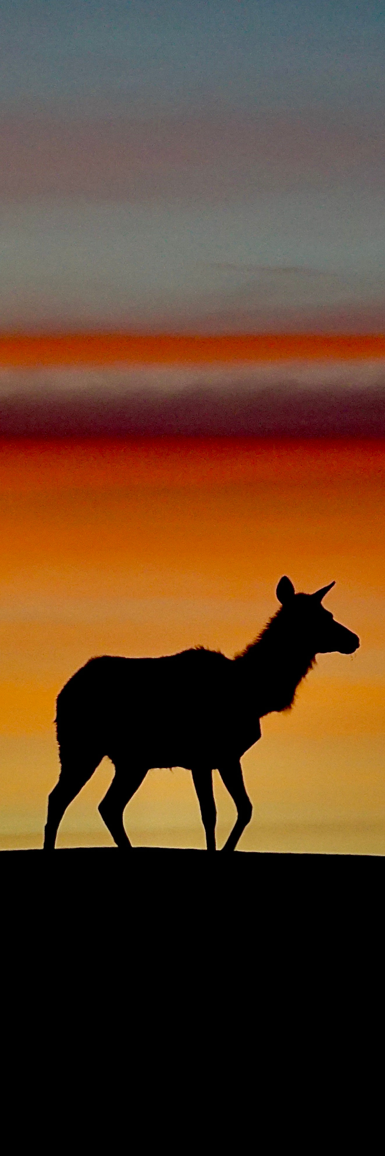 Dawn Tule Elk 12x36