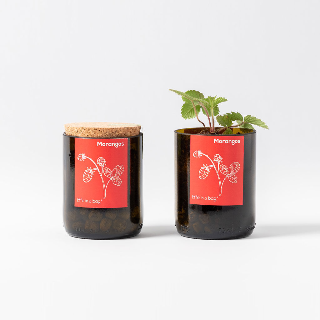 BOTTLE GARDEN FRAISES