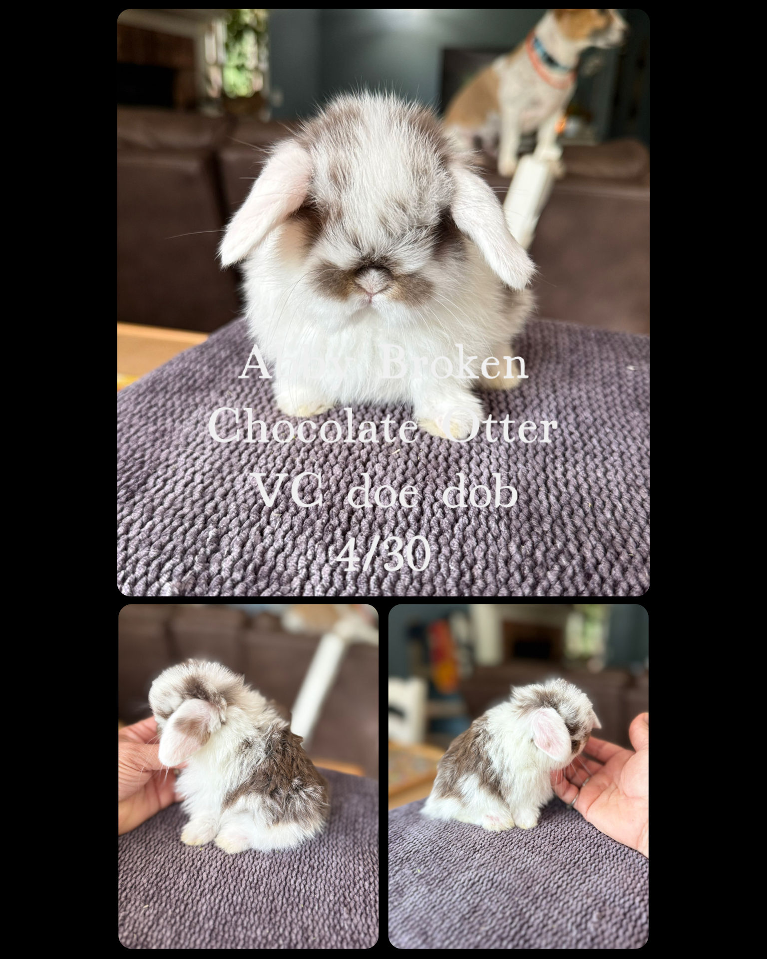 Abby (pet home only)