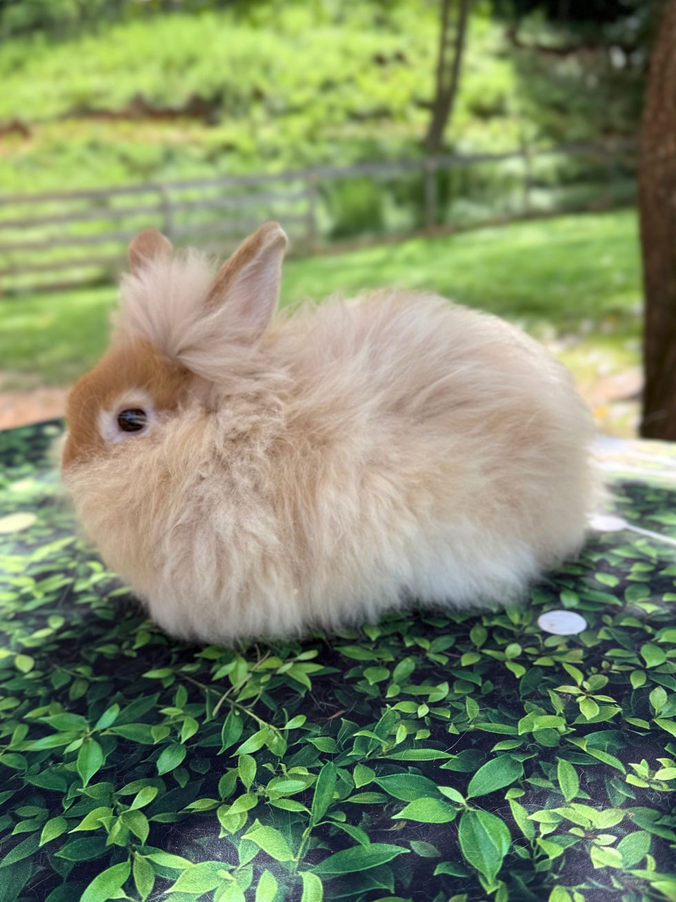 Thumbnail: Sage mix rescue bun neutered dob 5/13