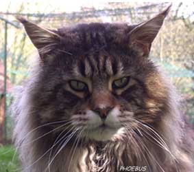 PHOEBUS 1999