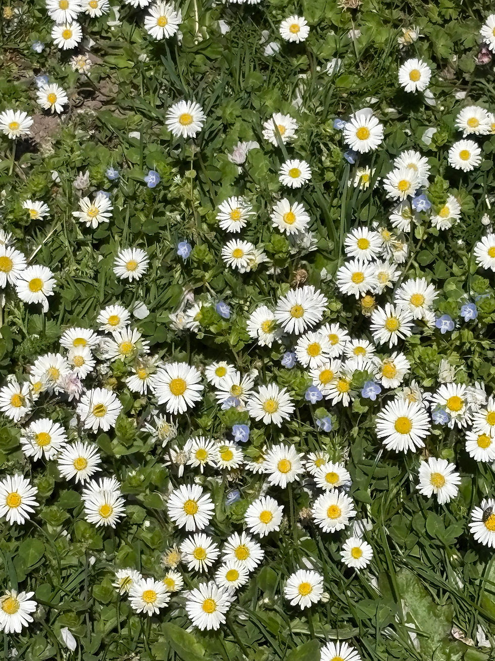 Gänseblümchen1