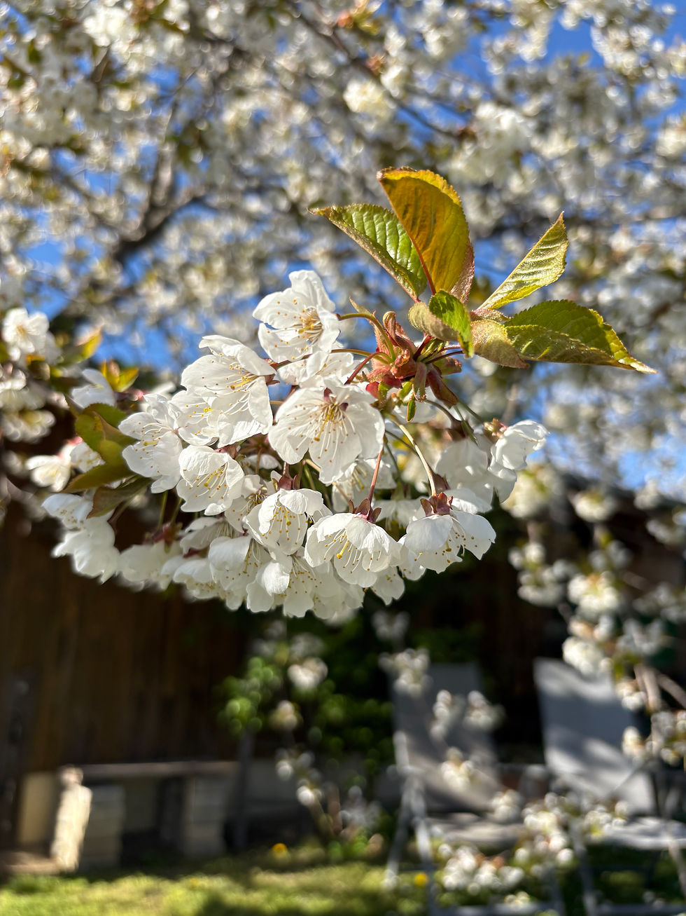 Kirschblüte1