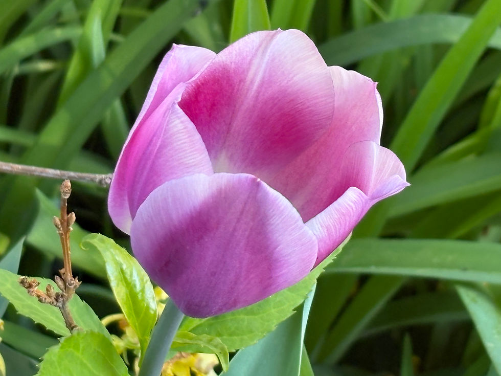 Tulpe1