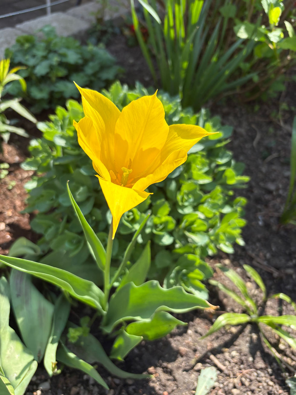 Tulpe2