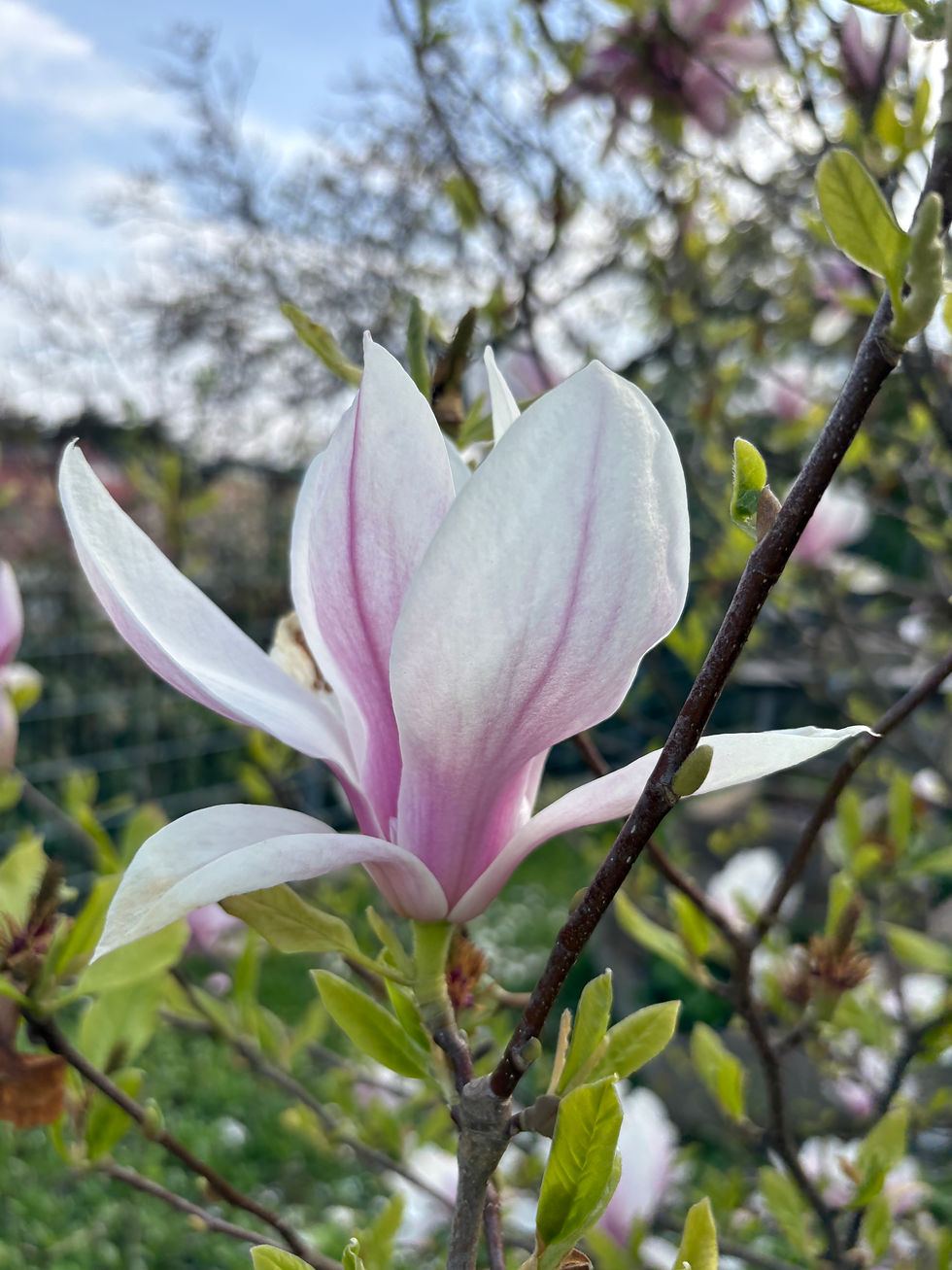 Magnolie1