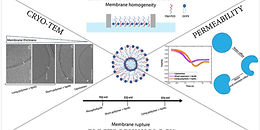 Balancing Permeability and Stability: A Study of Hybrid Membranes for Synthetic Cells Using Lipids and PBd-b-PEO Block Copolymers