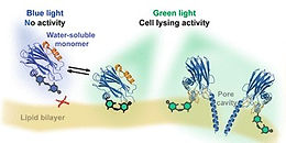 Visible Light Control over the Cytolytic Activity of a Toxic Pore-Forming Protein