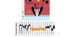 Nanopores with an Engineered Selective Entropic Gate Detect Proteins at Nanomolar Concentration in Complex Biological Sample
