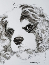 King Charles Cav, May 28, 2019.jpg