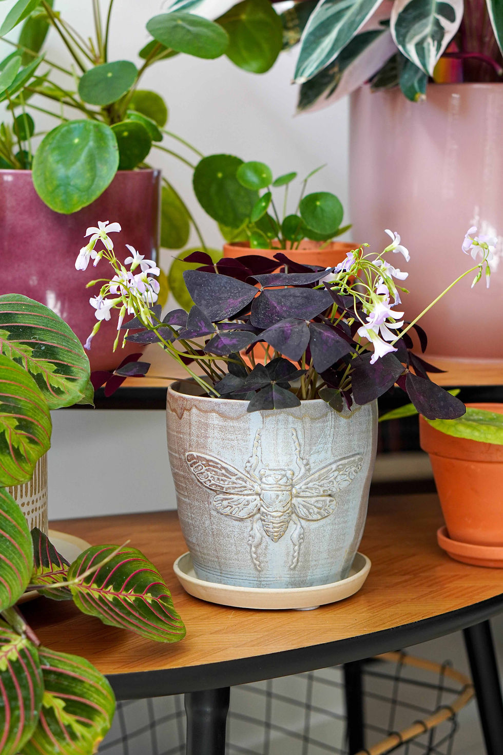 Thumbnail: Cicada flower pot