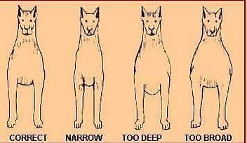 Beauc Standard Chest Photo.jpg