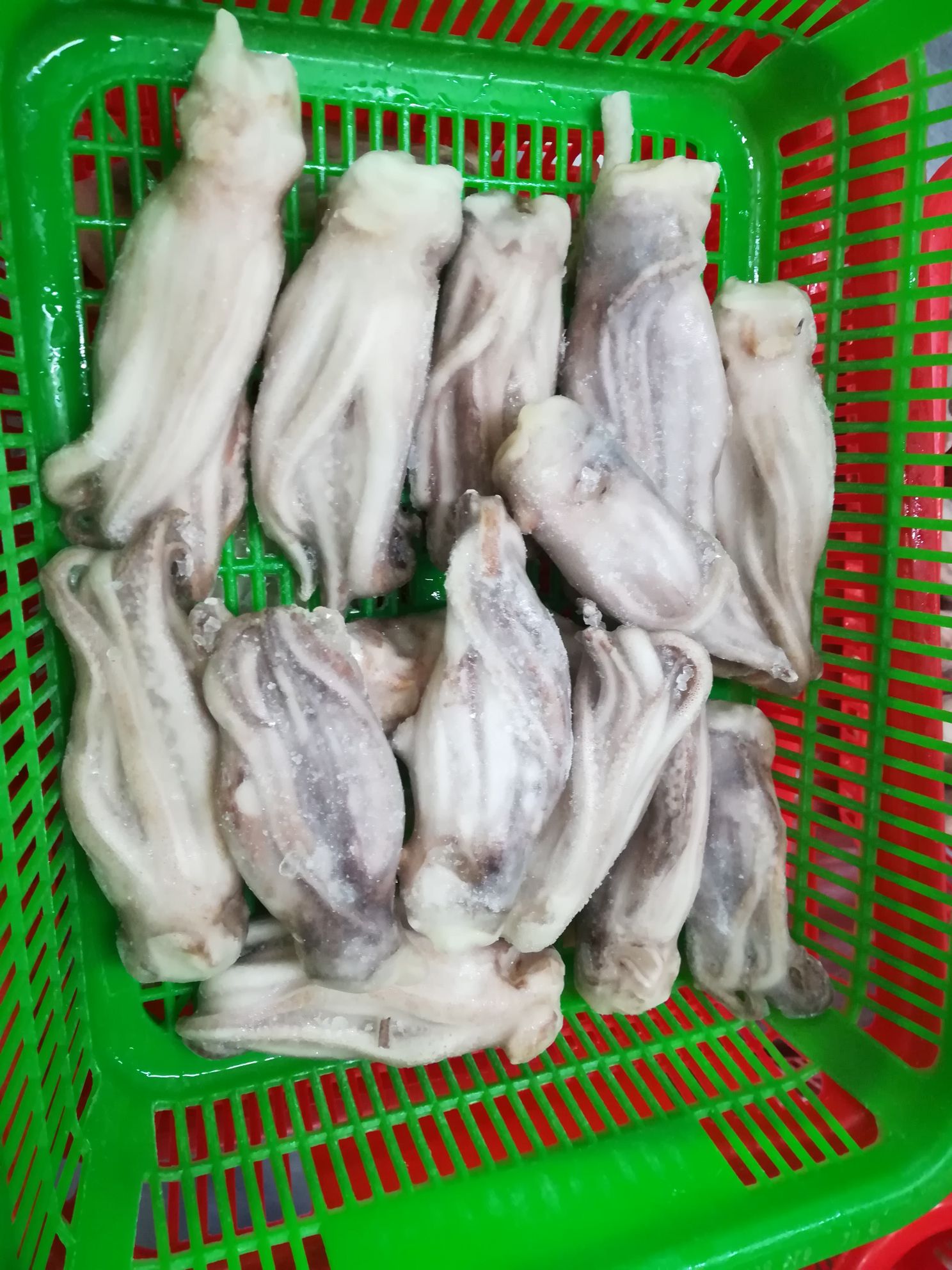 squid tentacles