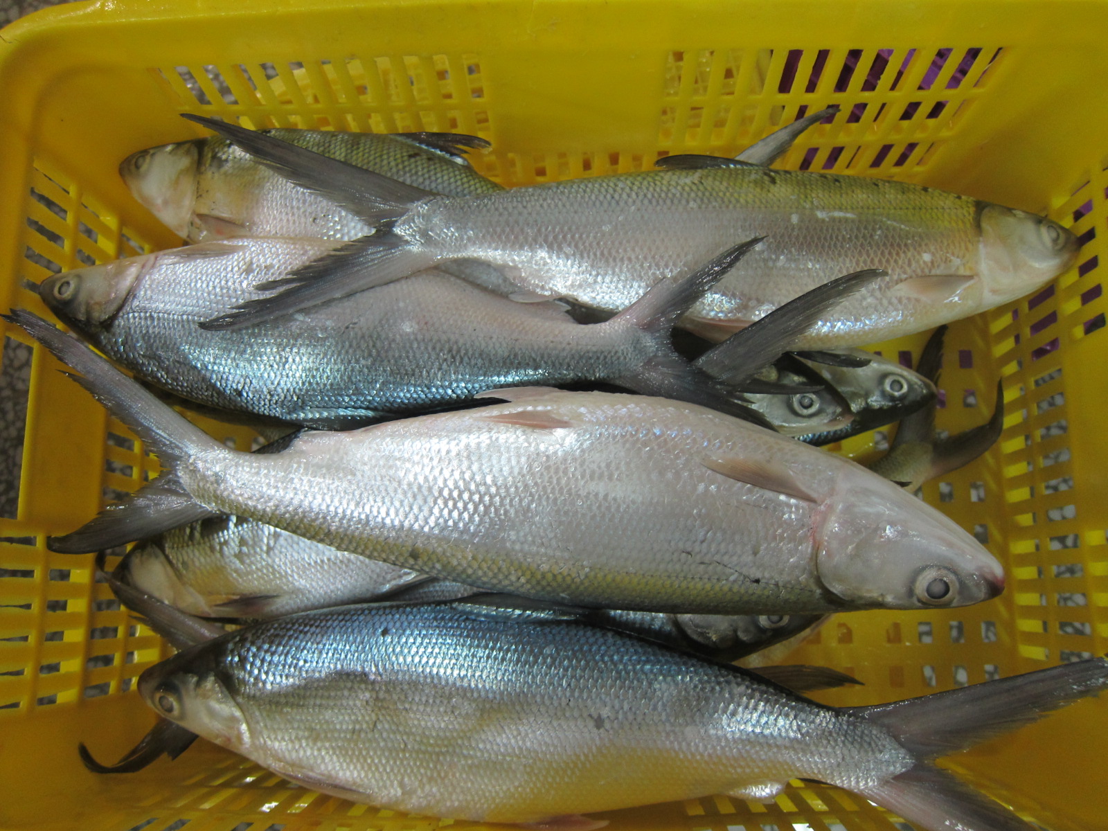 Milk fish