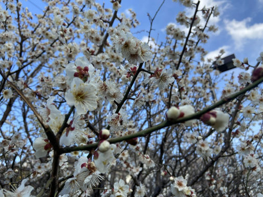 3月🌸 [ 2022/03/05 ]