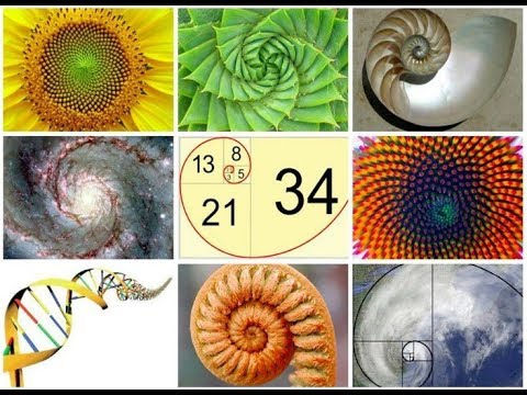 Slika 2. Fibonačijev niz se može sresti u mnogim primerima iz prirode. Spiralne galaksije, struktura DNK (odnos je 13 prema 21), zaoviji puža se podvrgavaju zakonima Zlatnog preseka.