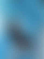 raven painting by raleigh artist katie pena