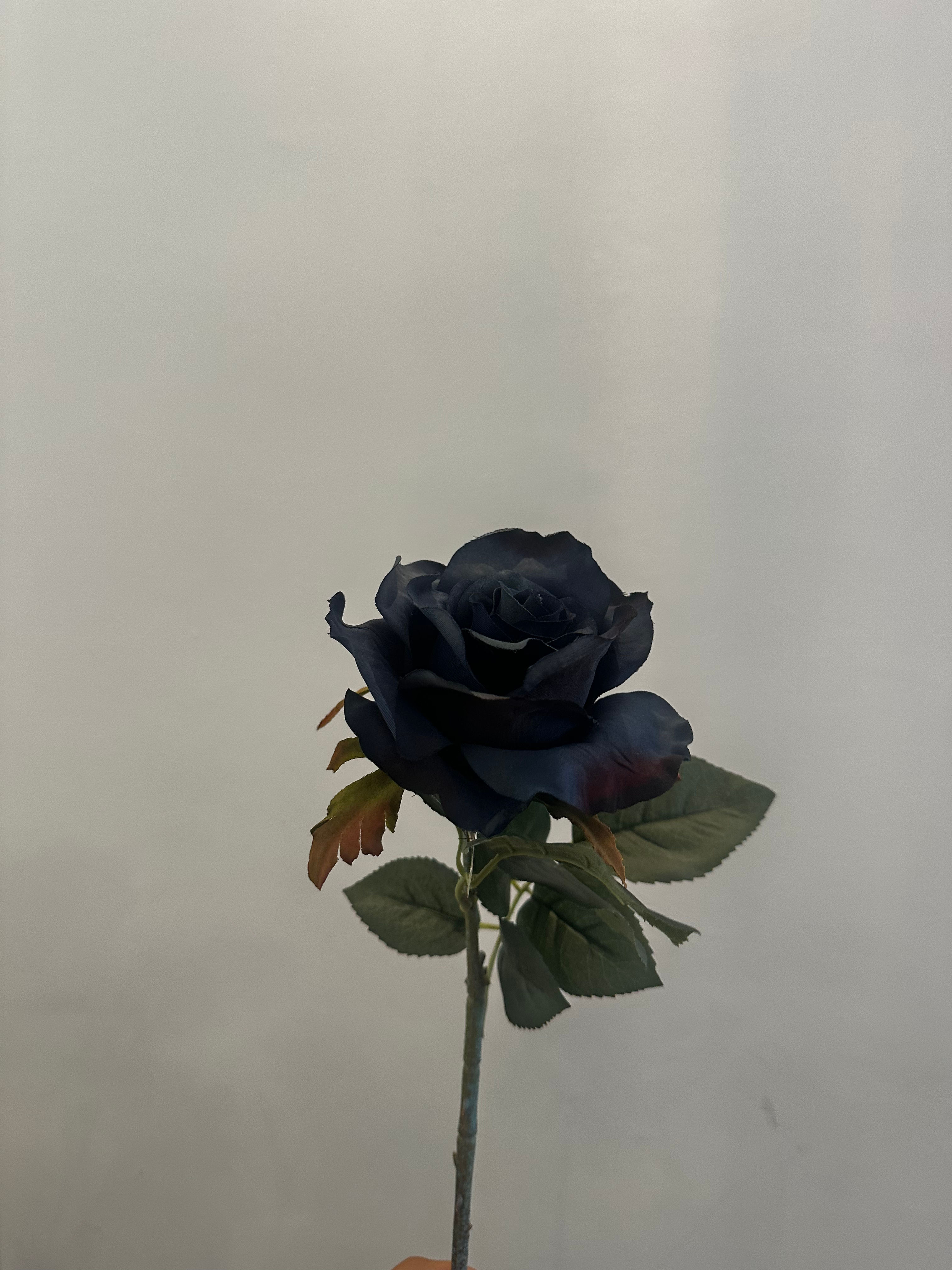 Donkerblauwe Roos