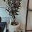 Thumbnail: Olijfboom Bonsai - 80cm