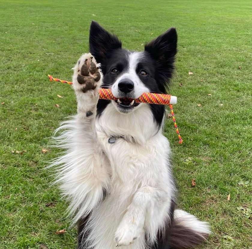 Thumbnail: Retrieve Training Hold Stick