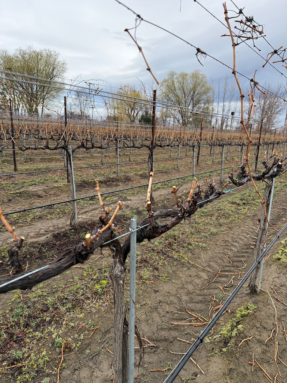Spring Vineyard Update from Shae