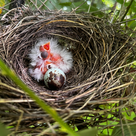 Nestled in the Brambles: Rethinking Restoration for Riparian Birds