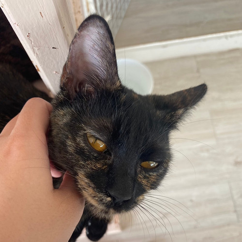 サビ猫 おこげ 花の木シェルター