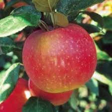 Thumbnail: Apple, State Fair