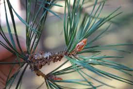 Thumbnail: Pine, Scotch - Potted