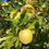 Thumbnail: Apple, Honeygold